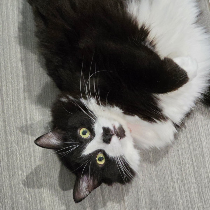 Pennie The Cat Nanny
