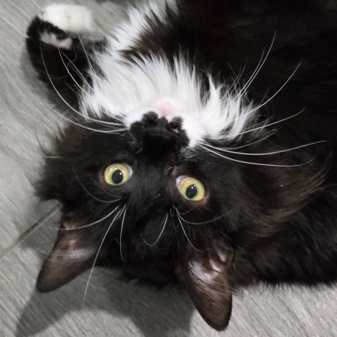 Pennie The Cat Nanny