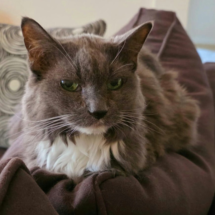 Pennie The Cat Nanny