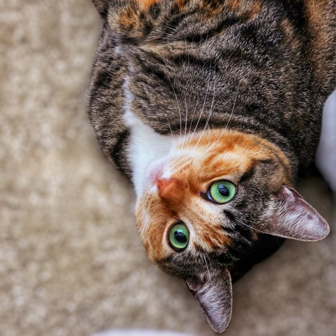 Pennie The Cat Nanny