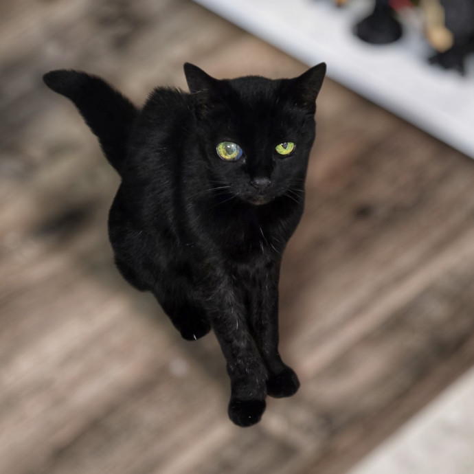 Pennie The Cat Nanny