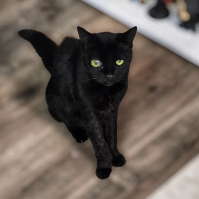 Pennie The Cat Nanny