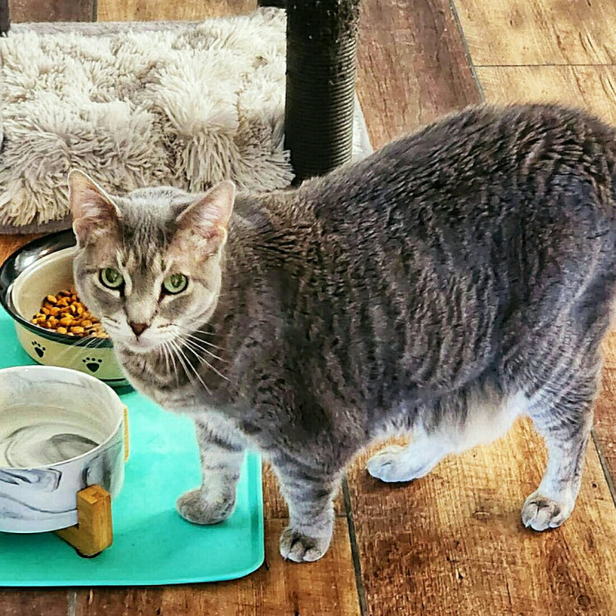 Pennie The Cat Nanny