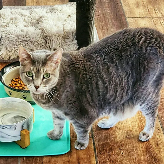 Pennie The Cat Nanny