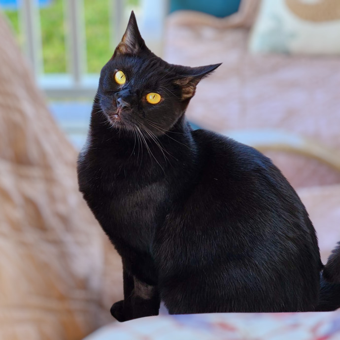 Pennie The Cat Nanny