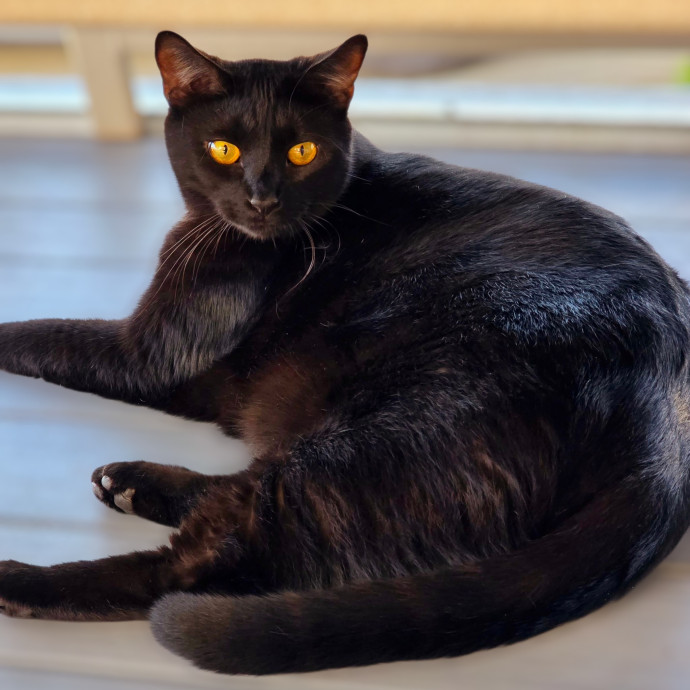 Pennie The Cat Nanny