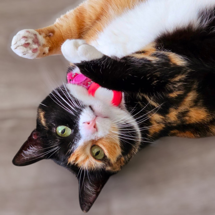 Pennie The Cat Nanny