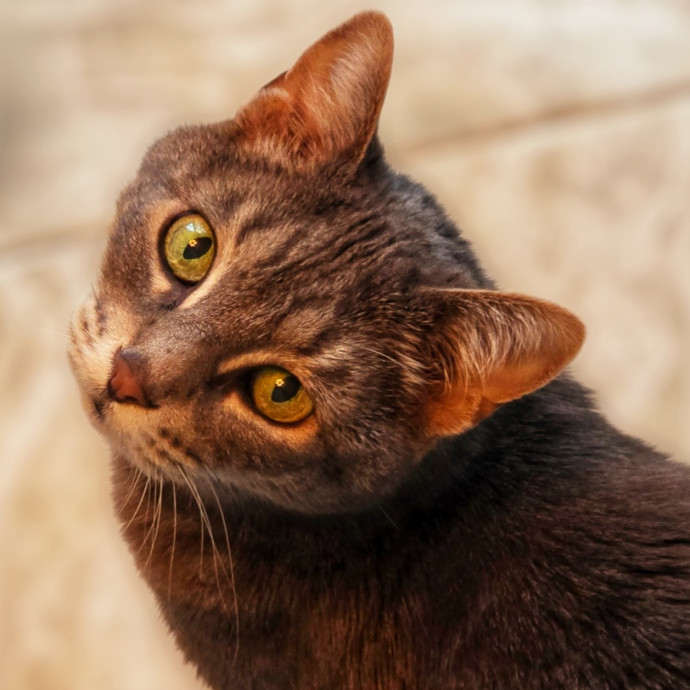 Pennie The Cat Nanny