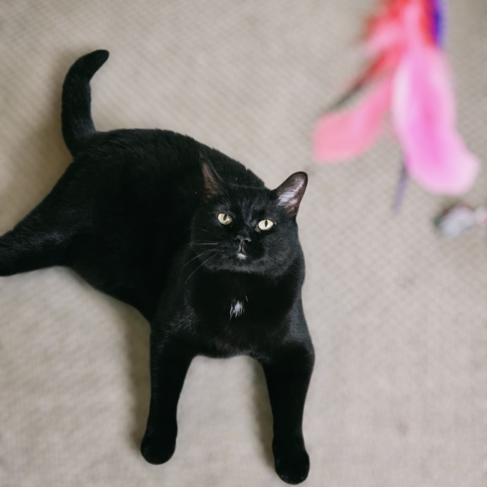Pennie The Cat Nanny