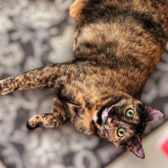 Pennie The Cat Nanny