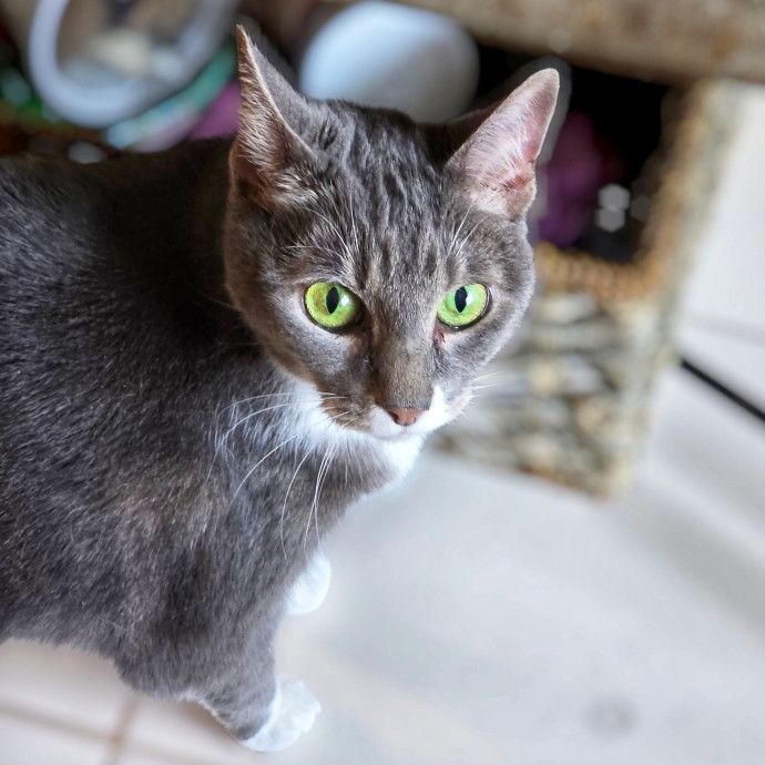 Pennie The Cat Nanny