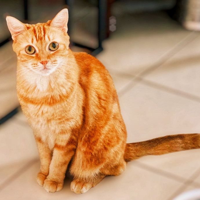 Pennie The Cat Nanny