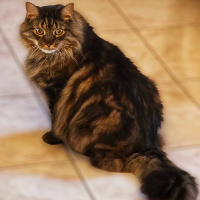 Pennie The Cat Nanny