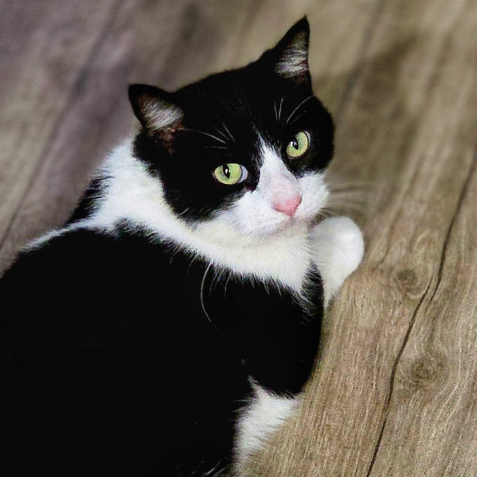 Pennie The Cat Nanny