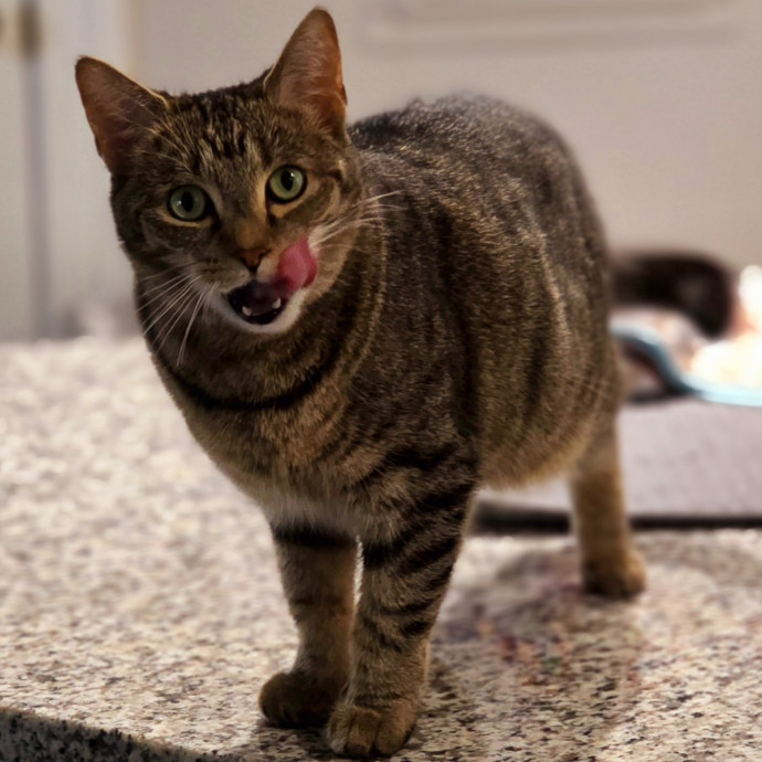 Pennie The Cat Nanny