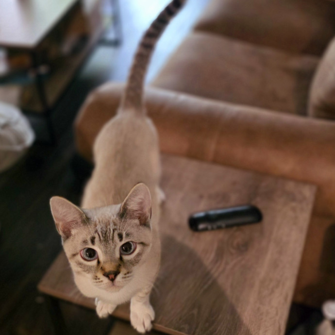 Pennie The Cat Nanny