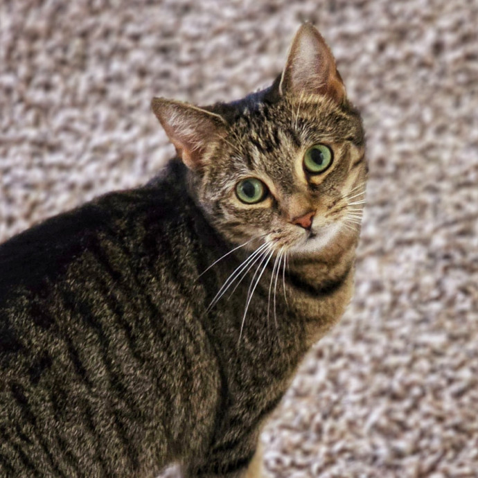 Pennie The Cat Nanny