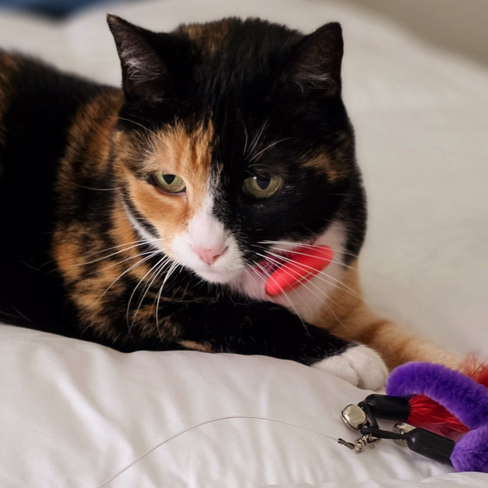 Pennie The Cat Nanny