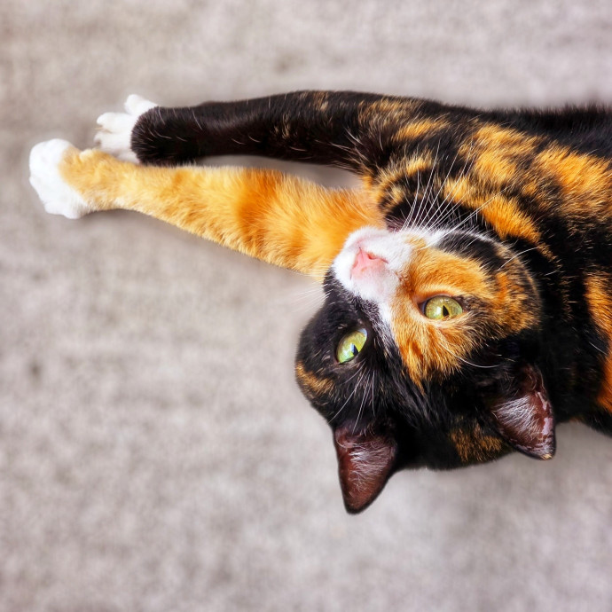 Pennie The Cat Nanny