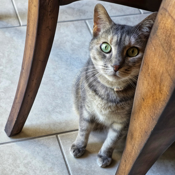 Pennie The Cat Nanny