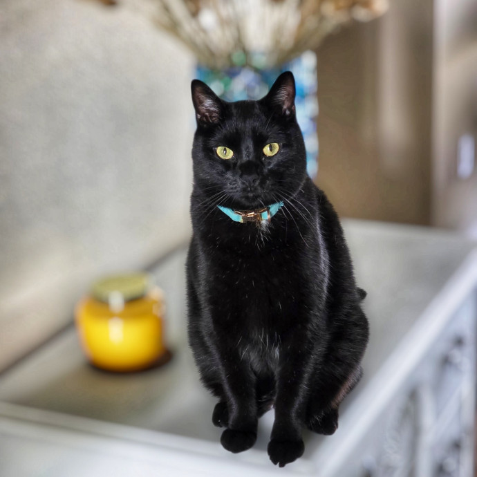Pennie The Cat Nanny