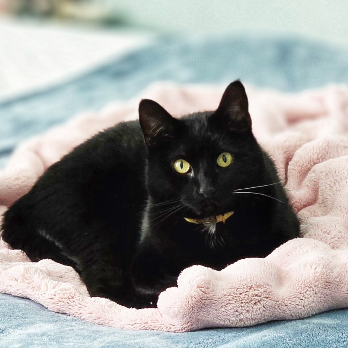 Pennie The Cat Nanny