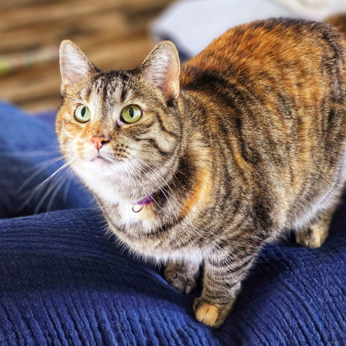 Pennie The Cat Nanny
