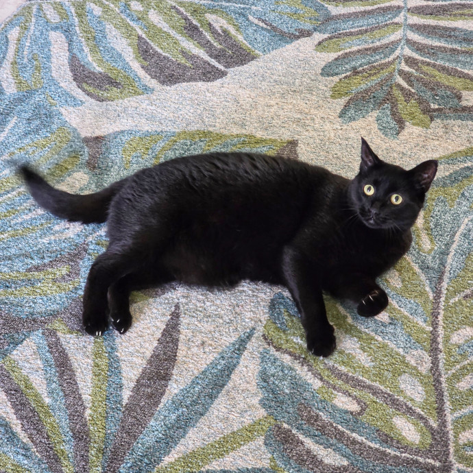 Pennie The Cat Nanny