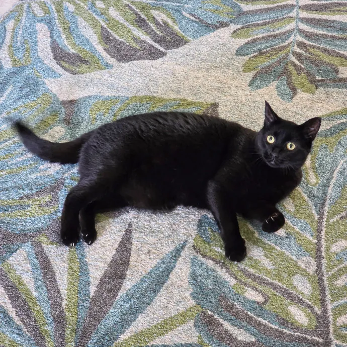 Pennie The Cat Nanny photo 3