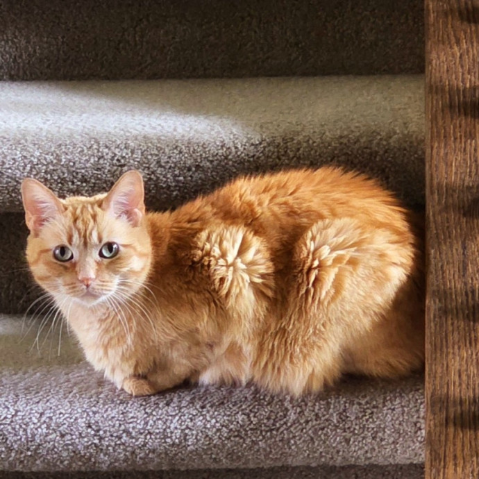 Pennie The Cat Nanny