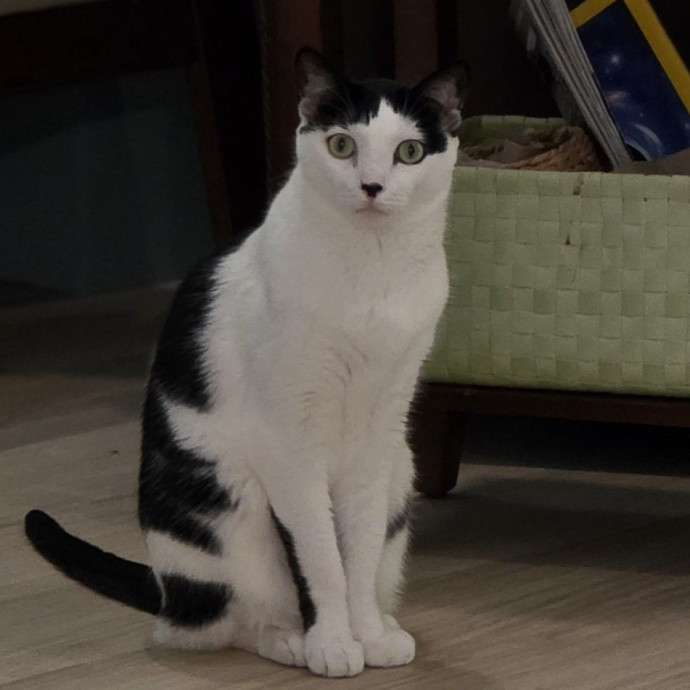Pennie The Cat Nanny