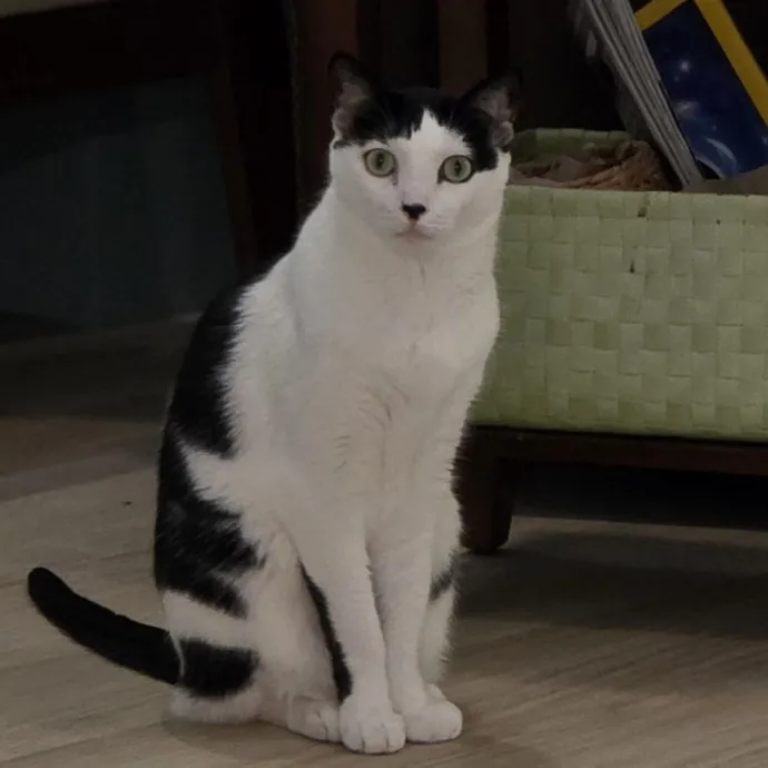 Pennie The Cat Nanny