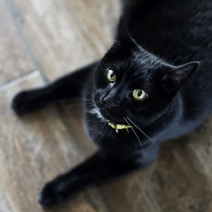 Pennie The Cat Nanny