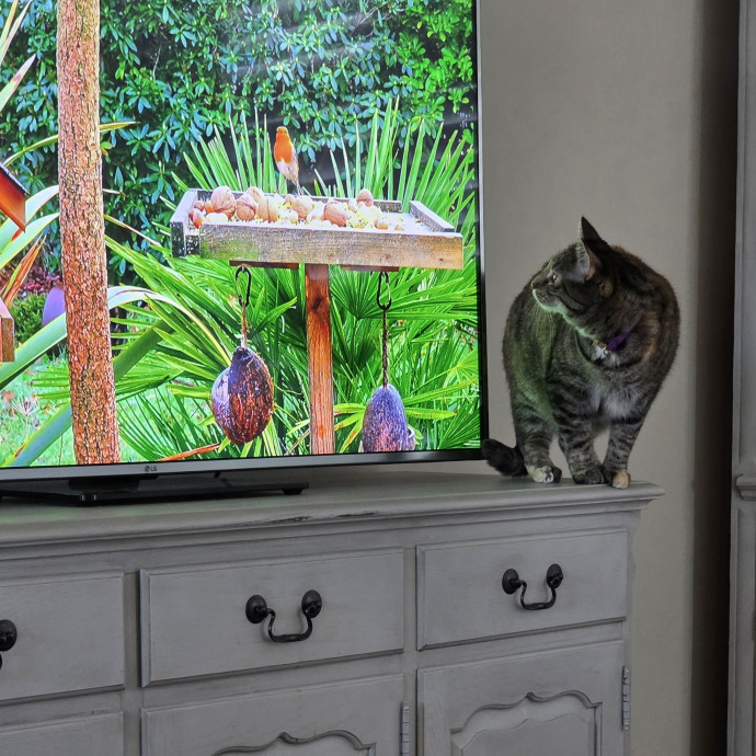 Pennie The Cat Nanny