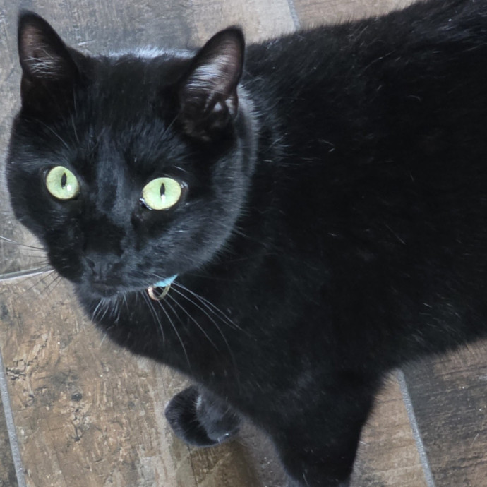 Pennie The Cat Nanny