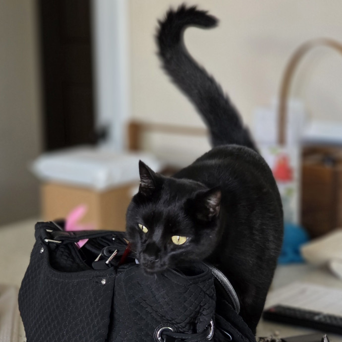 Pennie The Cat Nanny