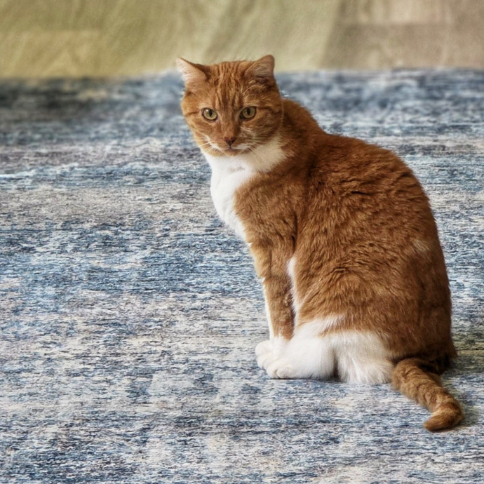 Pennie The Cat Nanny