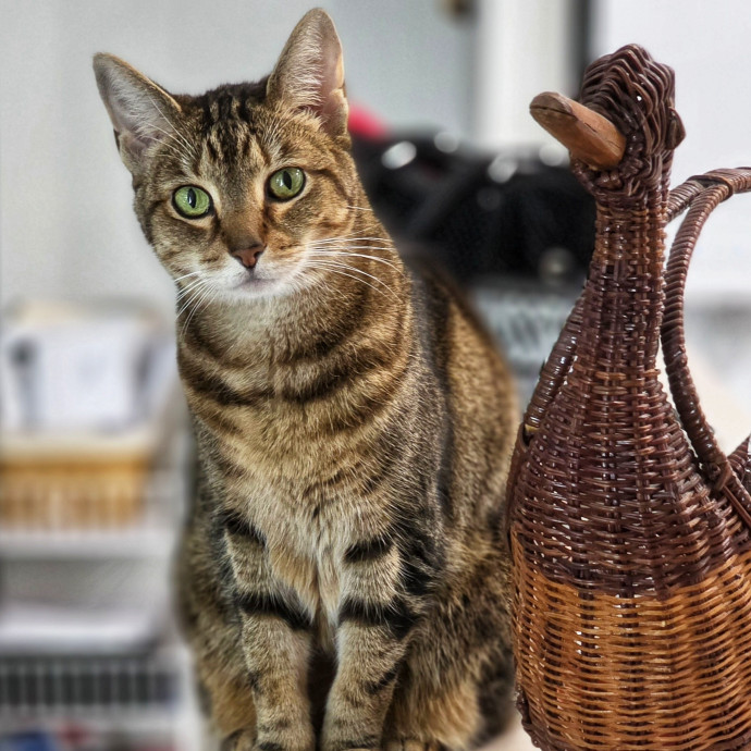 Pennie The Cat Nanny