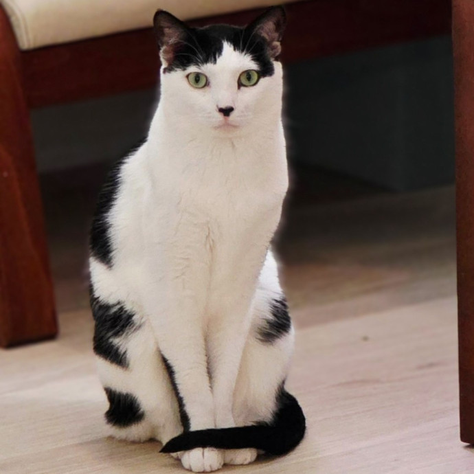 Pennie The Cat Nanny