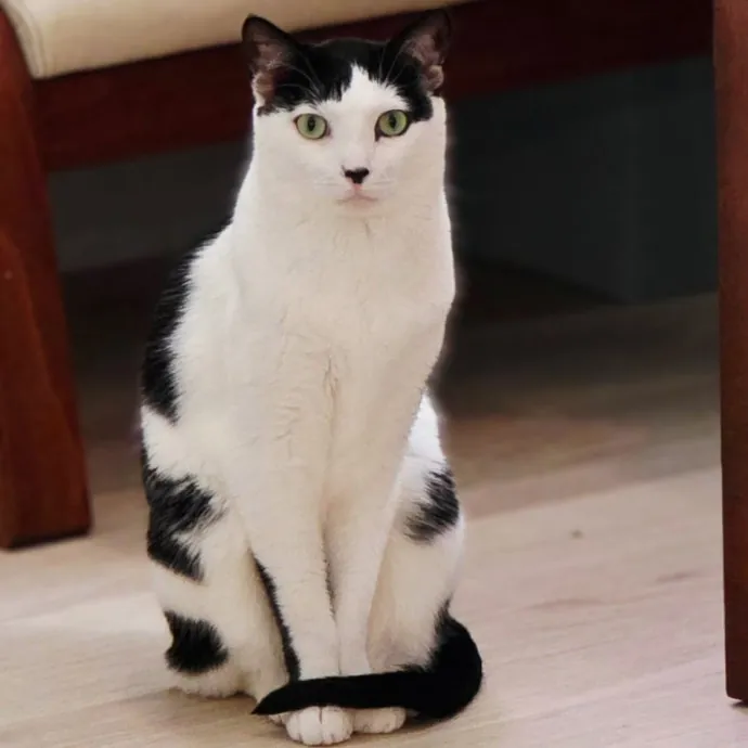 Pennie The Cat Nanny
