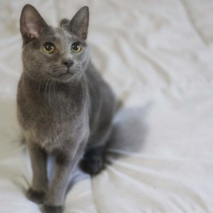 Pennie The Cat Nanny