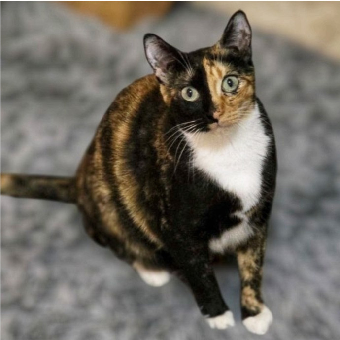 Pennie The Cat Nanny