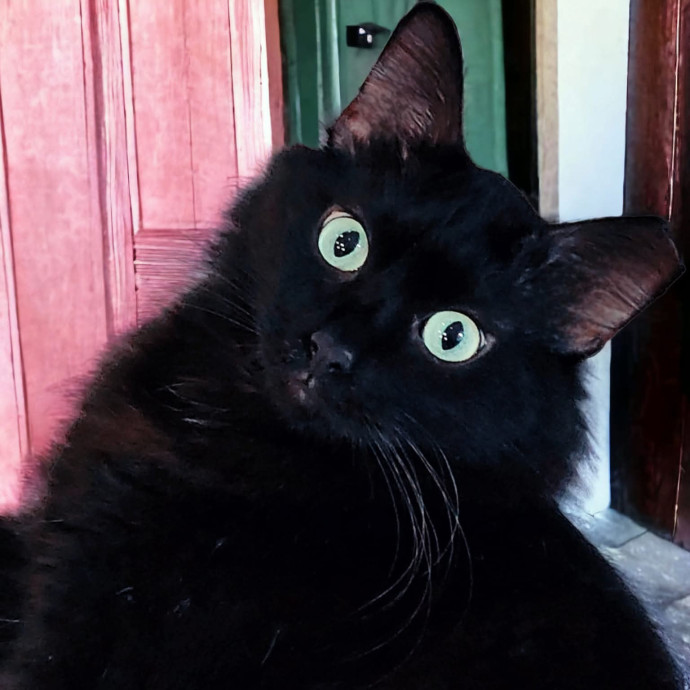 Pennie The Cat Nanny