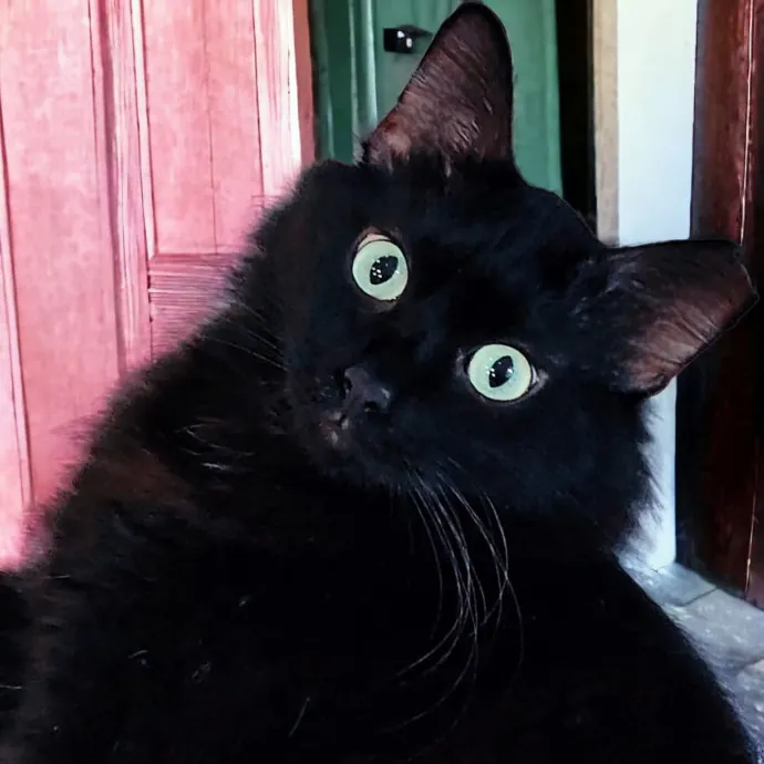 Pennie The Cat Nanny