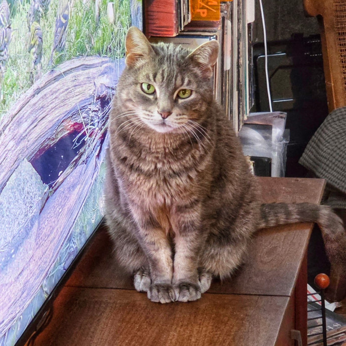 Pennie The Cat Nanny