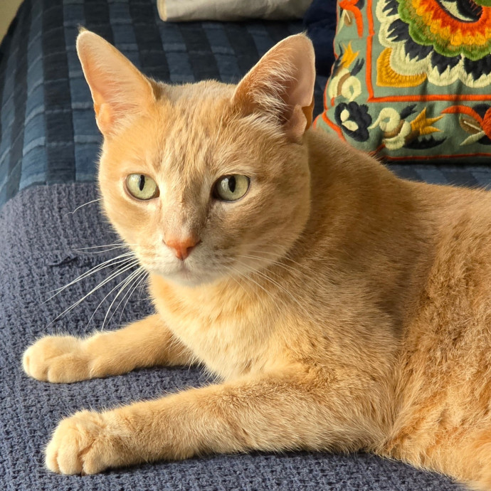 Pennie The Cat Nanny