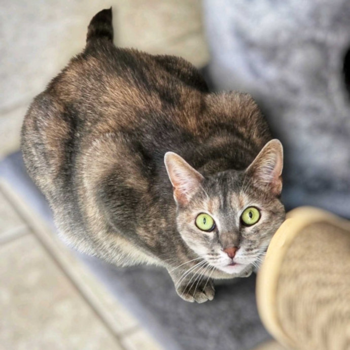 Pennie The Cat Nanny
