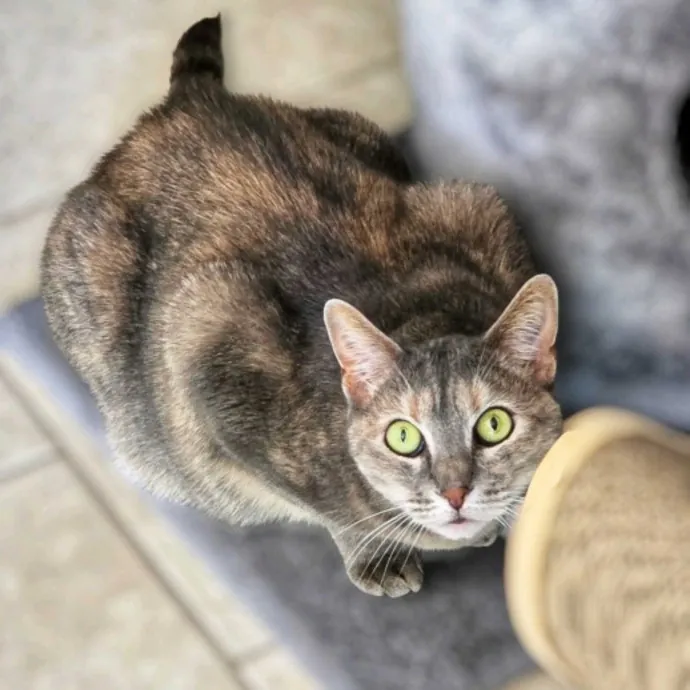 Pennie The Cat Nanny