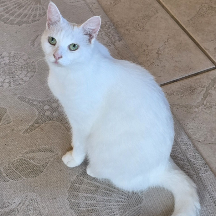 Pennie The Cat Nanny