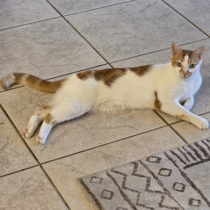 Pennie The Cat Nanny